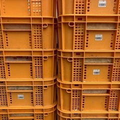 みかん箱　浅型　11箱の画像