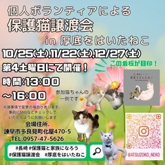 長崎の個人ボランティアによる保護猫譲渡会