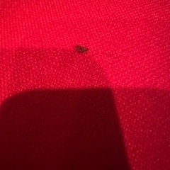 赤いソファ①の画像