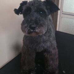 ミニチュアシュナウザー４歳♀️(リザちゃん)