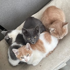 かわいい4兄妹🐈✨子猫