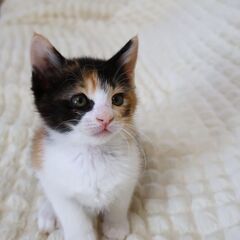 美人の黒三毛ちゃん