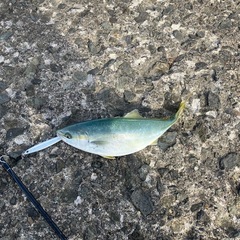 平日（月）（木）釣り仲間募集中！