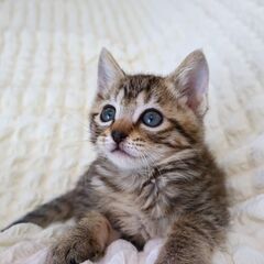 ぱっちりオメメのキジちゃん