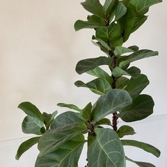 カシワバゴムの木　バンビーノの画像