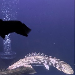 ダトニオ ポリプテルス3匹まとめ買い20000円の画像