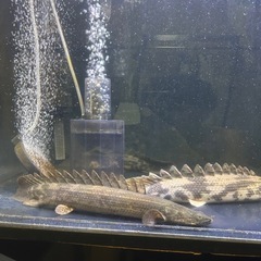 ダトニオ ポリプテルス3匹まとめ買い20000円の画像