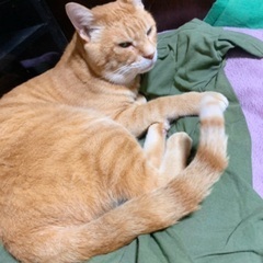 本日‼️１１月１５日(土)すみれペットクリニック様にて保護…