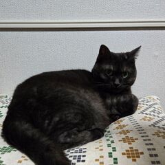 黒トラの女の子、人見知りで甘えん坊