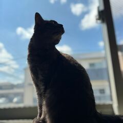 黒トラの女の子、人見知りで甘えん坊 - 福岡市