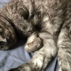 黒トラの女の子、人見知りで甘えん坊 - 猫