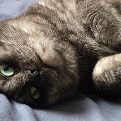 黒トラの女の子、人見知りで甘えん坊 − 福岡県