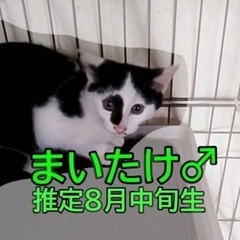 本日‼️１１月１５日(土)すみれペットクリニック様にて保護…