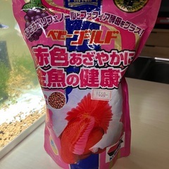 6cmらんちゅう(メス)　+ 餌付きの画像