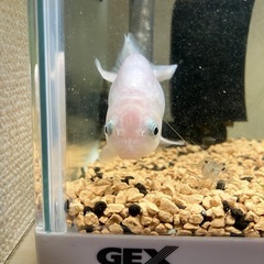 6cmらんちゅう(メス)　+ 餌付きの画像