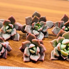 ゆうさま専用ページ　多肉植物の画像