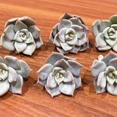ゆうさま専用ページ　多肉植物の画像