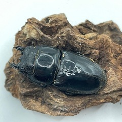 パラワンオオヒラタ　ペア　はいそうかのう配送可能の画像