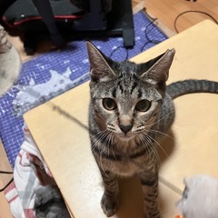 アロハちゃんキジ猫女の子