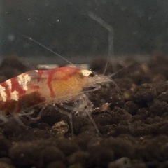 【価格改定】レッドファンシータイガーシュリンプの画像
