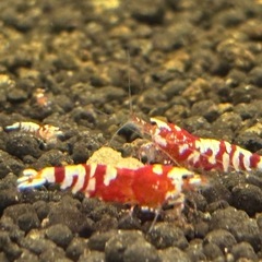 【価格改定】レッドファンシータイガーシュリンプの画像