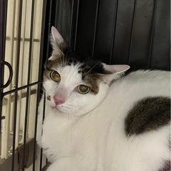 まったり猫ちゃんキジ白みー君