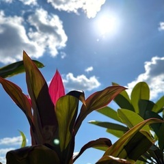 〜大人のフラダンス〜の画像