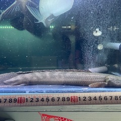 ポリプテル　熱帯魚　大型魚　アロワナの画像