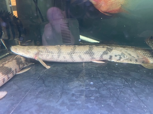 売約済ポリプテル　熱帯魚　大型魚　アロワナ