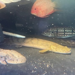 ポリプテル　熱帯魚　大型魚　アロワナの画像