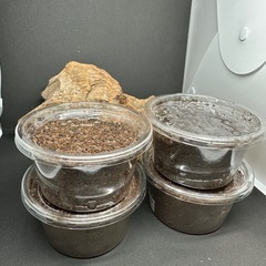 パラワンヒラタ幼虫×4の画像