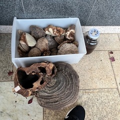 猿の腰掛けの画像