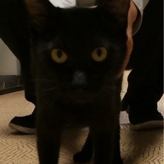 黒猫メス　里親募集