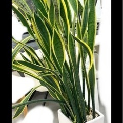 大きい観葉植物　サンスベリア 白鉢の画像
