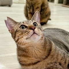 キュートなお顔！タラくん！🐟