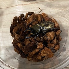 ティティウスシロカブト　ペアの画像