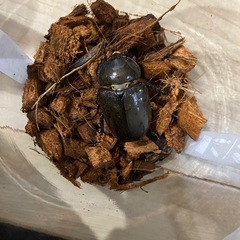 ティティウスシロカブト　ペアの画像