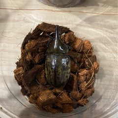 ティティウスシロカブト　ペアの画像