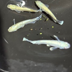 めだか無人販売
の画像