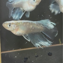 めだか無人販売
の画像