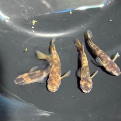 めだか無人販売
の画像