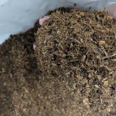 ココチップとおが屑の画像