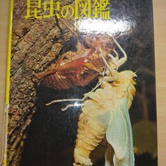 『昆虫の図鑑』小学館の画像