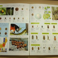 『昆虫の図鑑』小学館の画像