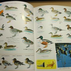 『鳥類の図鑑』小学館の画像
