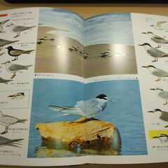『鳥類の図鑑』小学館の画像