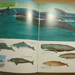 『動物の図鑑』小学館の画像