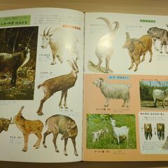 『動物の図鑑』小学館の画像