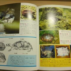 『水べの生物』小学館の画像