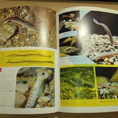 『水べの生物』小学館の画像